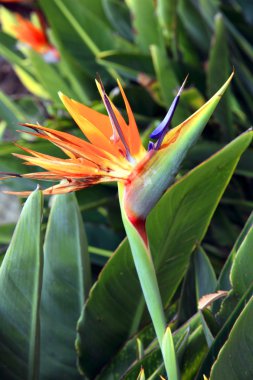 Bird of paradise flower clipart
