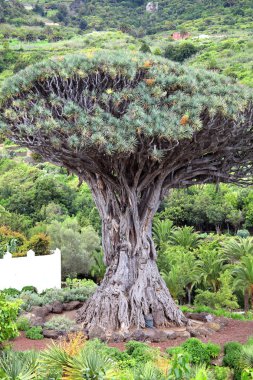 Bin yıllık Ejder ağacı