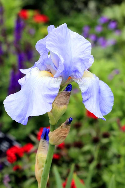 Солодкий Ірис квітка — стокове фото