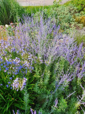 Perovskia 'Blue Spire' Temmuz ve Ağustos aylarında mavi mor bir yaz çiçeği olan bir çiçek bitkisi ve yaygın olarak Rus bilgesi olarak biliniyor.