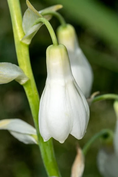 Ornithogalum Candicans Summer Flowering Bulbous Plant White Summertime Flower Commonly — Stock Photo, Image