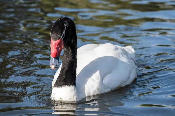 Black Necked Swan Cygnus Melancoryphusa Большой Белый Вид Водоплавающих Птиц — стоковое фото