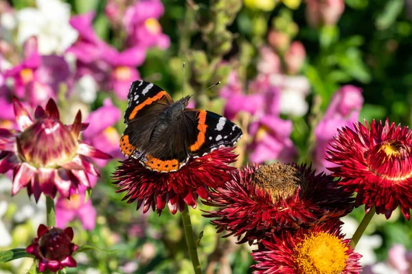 夏の間にHelichysumわらの花の植物に休んでいる赤い提督蝶 Vanada Atalanta マクロはストックフォトイメージを閉じます — ストック写真