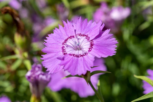 Dianthus Amurensis Siberian Blue Ένα Καλοκαιρινό Ανθοφόρο Φυτό Ένα Ανοιχτό — Φωτογραφία Αρχείου