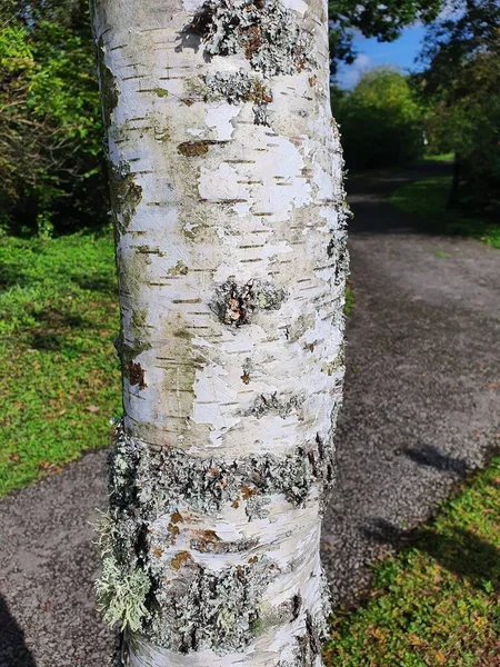 껍질때문에 자작나무로 알려진 베텔라 나무줄기 — 스톡 사진