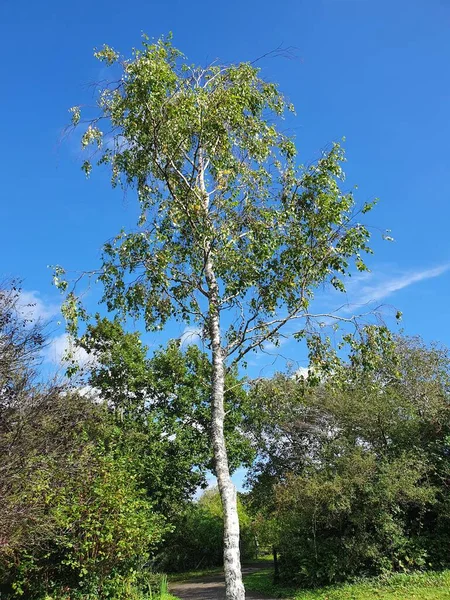 Betula Pendula Рот Дерево Голубым Небом Который Широко Известен Серебряная — стоковое фото