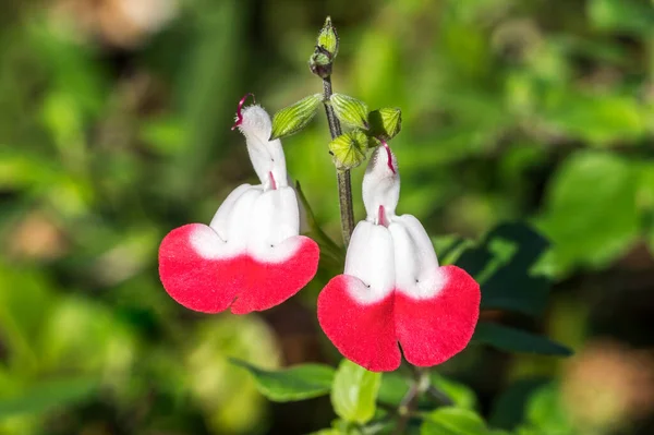 Salvia Jamensis Hot Lips Summer Autumn Fall Flowering Plant Red — Stock Photo, Image