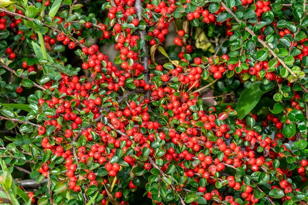 Cotoneaster Horizontalis Весняний Карлик Розкидає Чагарник Хеджування Рослини Червоними Ягодами — стокове фото