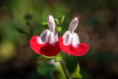 Salvia x jamensis 'Sıcak Dudaklar' bir yaz sonbaharı çiçekli çiçek, genellikle adaçayı olarak bilinen kırmızı beyaz yaz çiçeği, stok fotoğrafı