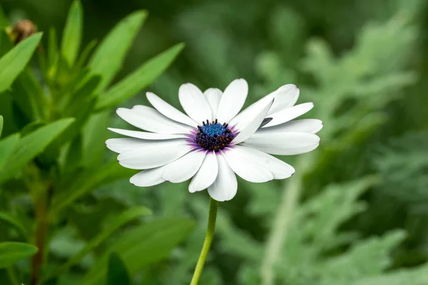 Osteospermum Ecklonisa Sommar Blommande Växt Med Vit Sommar Blomma Allmänt — Stockfoto