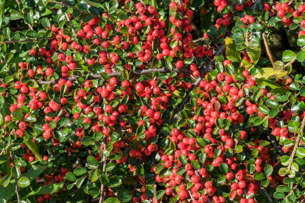 Cotoneaster Vízszintes Egy Tavaszi Törpe Terjed Bokor Sövény Növény Piros — Stock Fotó