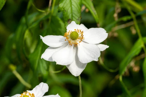 Anemone Hybrid Honorine Jobert Summer Autumn Fall Flowing Plant White — 스톡 사진