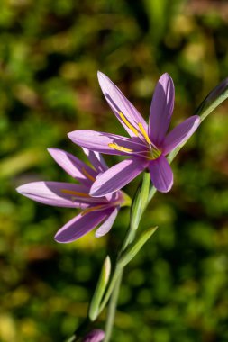 Hesperantha Huttonii, bir sonbahar bitkisi. Pembe bir yaz çiçeği ve Schizostylis olarak da bilinir.