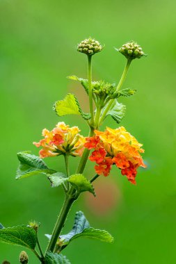 Lantana Camara, bir sonbahar sonbaharı çiçekli sarı turuncu yaz çiçeği yaygın olarak sarı adaçayı olarak bilinir.