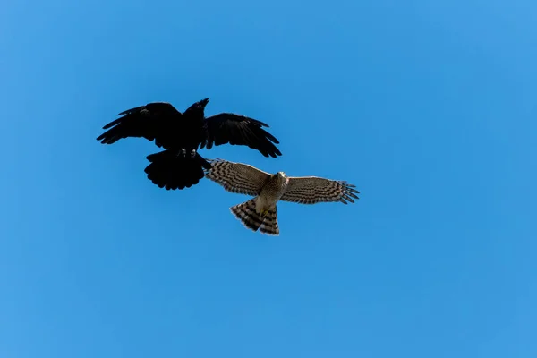 Sparrowhawk Accipiter Nisus Uma Ave Rapina Presa Voo Atacando Corvo — Fotografia de Stock
