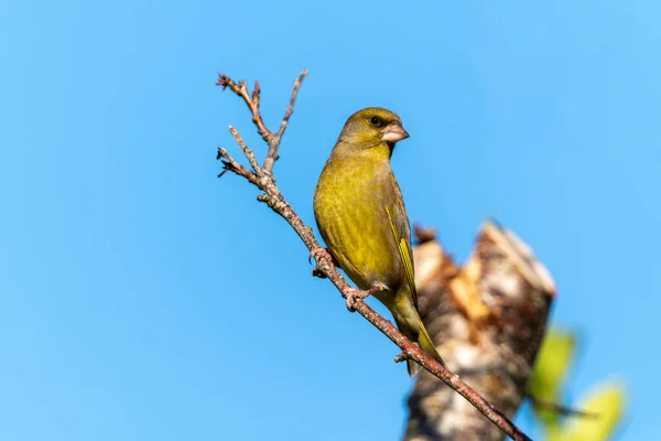 Pinzón Verde Chloris Chloris Retrato Pájaro Euroasiático Encaramado Una Rama —  Fotos de Stock