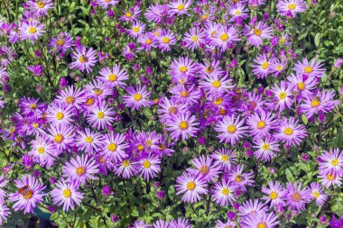 Aster Amellus 'Parlak' bir leylak pembesi bitkisi. Yaz bitkisi. Sonbahar bitkisi genellikle Michael elmas papatyası olarak bilinir.