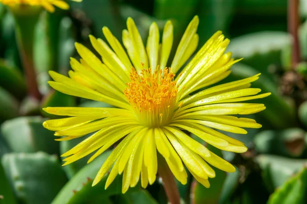 Hereroa Tugwelliae Ist Eine Sukkulente Kakteenpflanze Mit Einer Gelben Blüte — Stockfoto