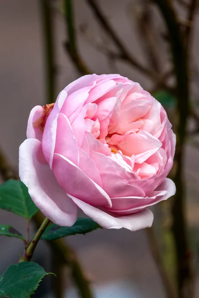 Rose Rosa Ethelburga Summer Flowing Shrub Plant Pink Summertime Double — 스톡 사진