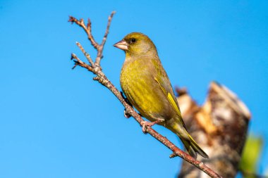 Greenfinch (Chloris chloris), Birleşik Krallık ve Avrupa 'da bulunan yaygın bir bahçe ötücü kuşu olan bir ağaç dalına konmuş Avrasyalı bir kuşun portre resmi.