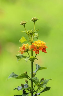 Lantana Camara, bir sonbahar sonbaharı çiçekli sarı turuncu yaz çiçeği yaygın olarak sarı adaçayı olarak bilinir.                