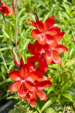 Hesperantha Coccinea bir yaz sonbaharı çiçekli kırmızı bir yaz çiçeği genellikle şizofren ya da kızıl zambak olarak bilinir, stok fotoğrafı