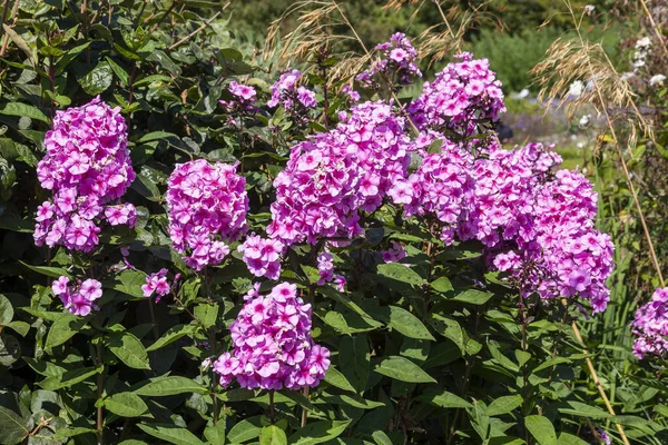 Phlox Paniculata Eva Cullum Latem Jesień Kwitnąca Wieloletnia Roślina Różowym — Zdjęcie stockowe