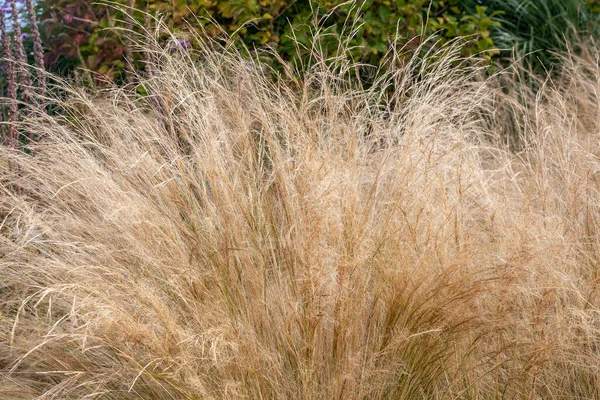 Stipa Tenuissima Evergreen Ornamental Grass Plant Commonly Known Mexican Peather — Stock fotografie
