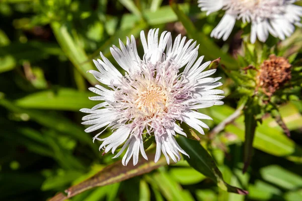 Stokesia Laevis Silbermond Eine Herbst Blühende Pflanze Mit Einer Weißen — Stockfoto