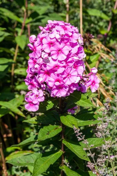 Phlox Paniculata Eva Cullum Latem Jesień Kwitnąca Wieloletnia Roślina Różowym — Zdjęcie stockowe