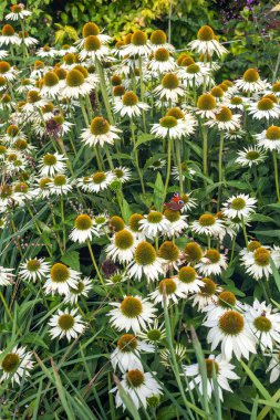 Echinacea purpurea 'Primadonna White' Temmuz 'dan Eylül' e kadar beyaz bir yaz çiçeği olan bir çiçek bitkisi. Bilinen adıyla Cone Flower.