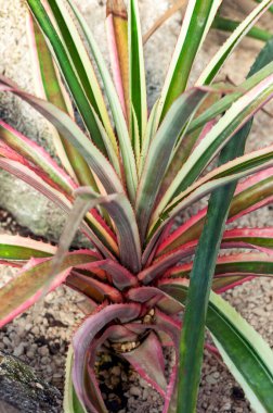 Ananas Comosus var Variegatus, yaygın olarak Fildişi veya Ananas olarak bilinen, çeşitli bir çiçek bitkisi.