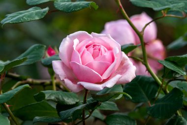 'St Ethelburga' pembe bir yaz çiçekli bir çalı bitkisi. Çifte çiçek, stok fotoğrafı.