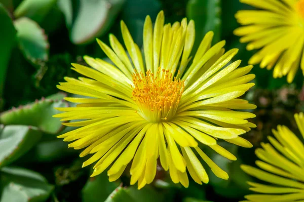 Hereroa Tugwelliae Ist Eine Sukkulente Kakteenpflanze Mit Einer Gelben Blüte — Stockfoto