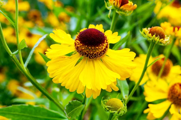 Helenium Blutentisch Późnym Latem Jesienią Kwitnącej Rośliny Żółtym Kwiatem Jesieni — Zdjęcie stockowe