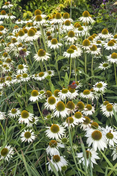 Echinacea Purpurea Primadonna White Літня Квіткова Рослина Білою Літньою Квіткою — стокове фото