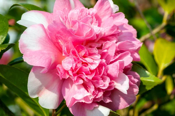 Camellia Williamsii Balet Queen Variegated Zima Wiosna Lato Krzew Roślin — Zdjęcie stockowe