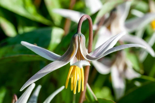 Erythronium Albidum Ανοιξιάτικο Ανθοφόρο Φυτό Ένα Λευκό Ανοιξιάτικο Λουλούδι Κοινώς — Φωτογραφία Αρχείου