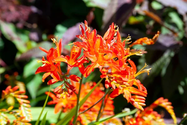 Crocosmia Spitfire Летнее Осеннее Цветущее Растение Оранжево Красным Цветком Летом — стоковое фото