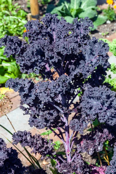 Organic purple kale vegetable grown for its fresh nutrition food health benefits, stock photo image