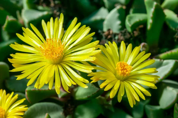 Hereroa Tugwelliae Ist Eine Sukkulente Kakteenpflanze Mit Einer Gelben Blüte — Stockfoto