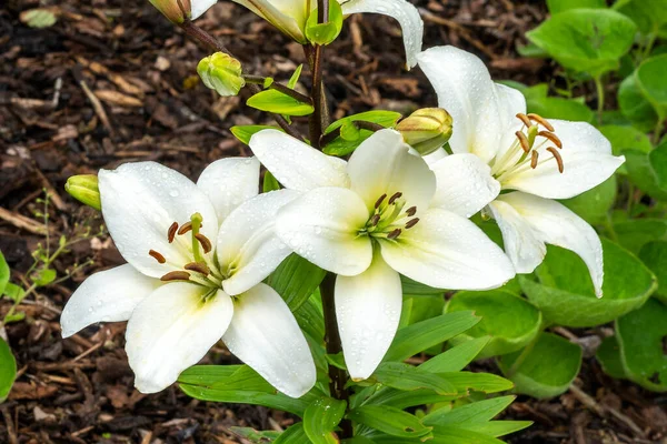 Lily Navona Lilium Una Planta Bulbosa Con Flores Verano Con —  Fotos de Stock