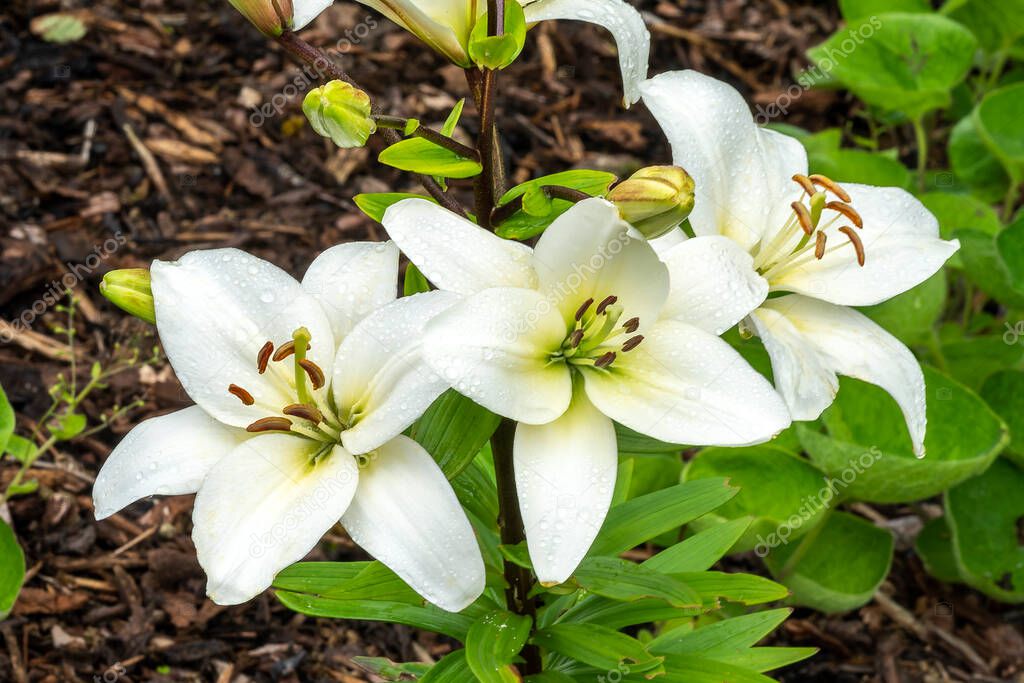 Lily 'Navona' (lilium) a summer flowering bulbous plant with a white summertime flower commonly known as an Asiatic lily, stock photo image                      