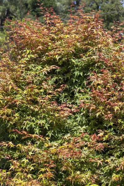 Acer Palmatum Beni Tsukasa Een Bladverliezende Sierlijke Roze Struik Plant — Stockfoto