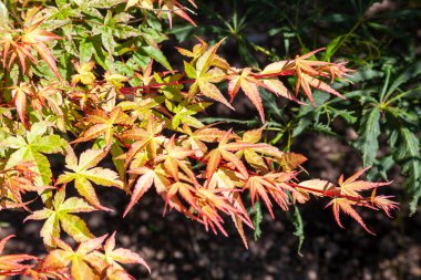 Acer Palmatum 'Beni Tsukasa' Japonya 'nın sonbaharda yetişen kırmızı yaprak rengi ve Japon akçaağacı olarak bilinen pembe çalı bitkisi.