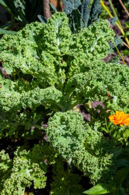 Taze besin için yetiştirilen organik yeşil lahana sebzesi sağlıklı gıda faydaları, stok fotoğrafı görüntüsü