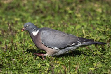 Güvercin (Columba palumbus), güvercin familyasından İngiltere ve Avrupa 'da bulunan bir kuş türü.