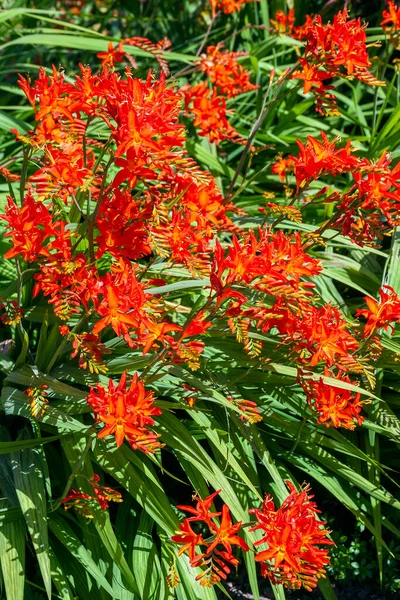 Crocosmia Spitfire Летнее Осеннее Цветущее Растение Оранжево Красным Цветком Летом — стоковое фото