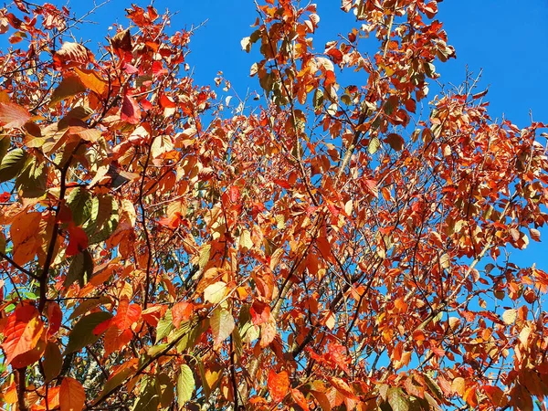 Couleur Automne Prunus Sargentii Arbre Qui Des Feuilles Brun Rouge — Photo