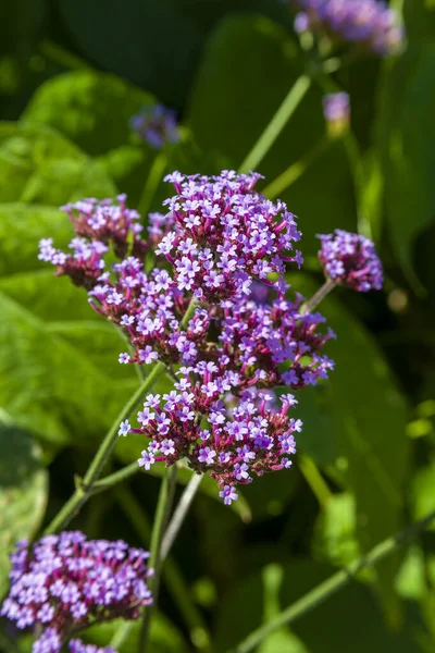 Verbena Bonariensis Фиолетовый Травянистый Многолетний Летний Цветок Осенний Цветок Широко — стоковое фото